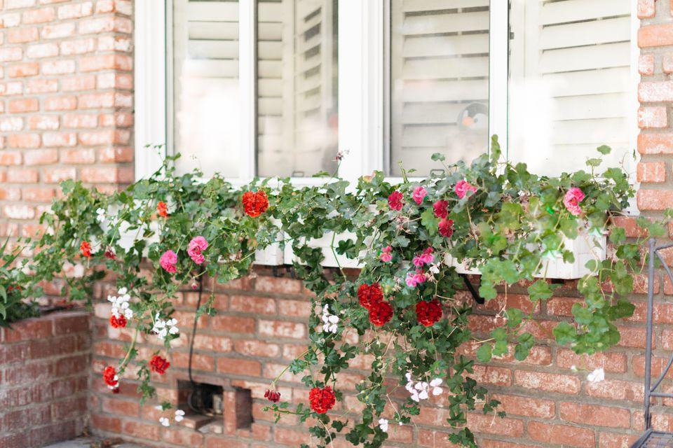 Our Favourite Window Box Blooms - Coco & Wolf